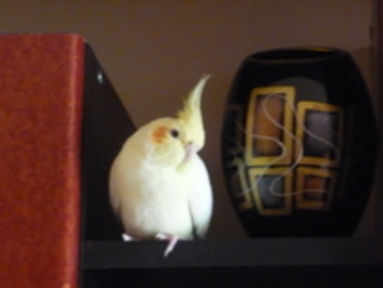 P1000575 niki; nimfa