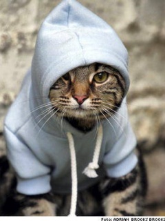 Rap_Cat