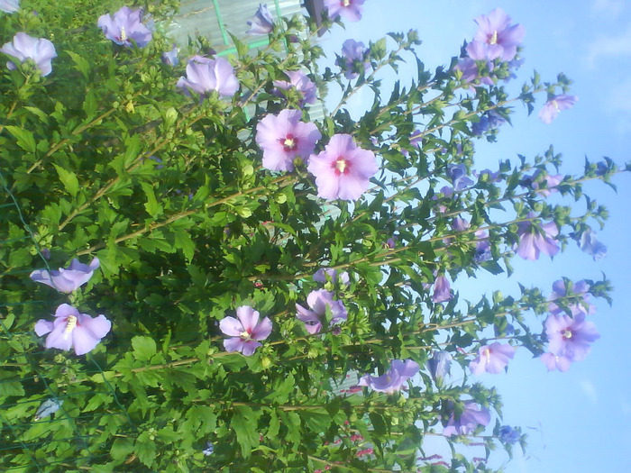 DSC07184 - hibiscus de gradina-de vanzare