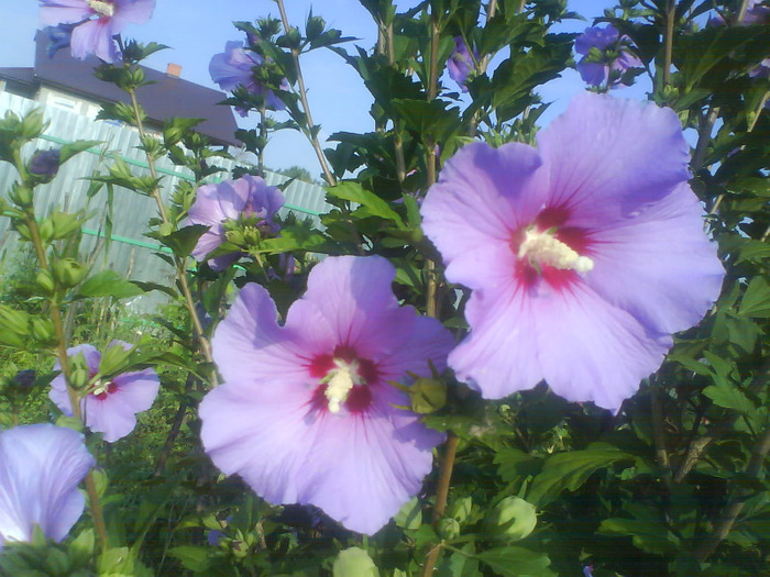 DSC07185 - hibiscus de gradina-de vanzare