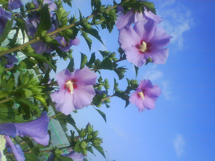 DSC07186 - hibiscus de gradina-de vanzare