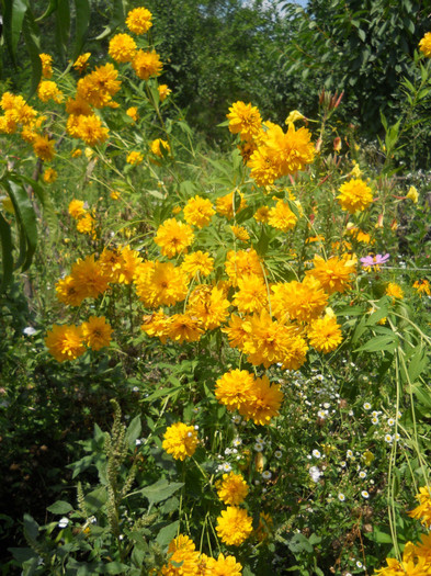 heliopsis balerina - A12vara2011