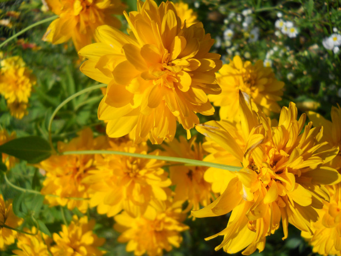 heliopsis balerina - A12vara2011
