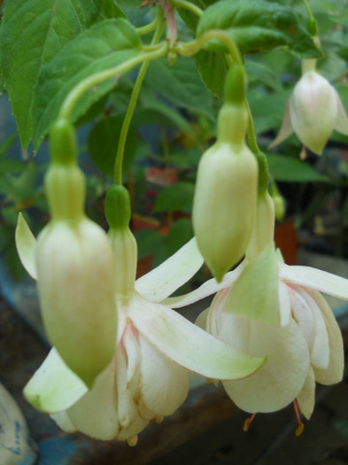 fucsia - A12vara2011