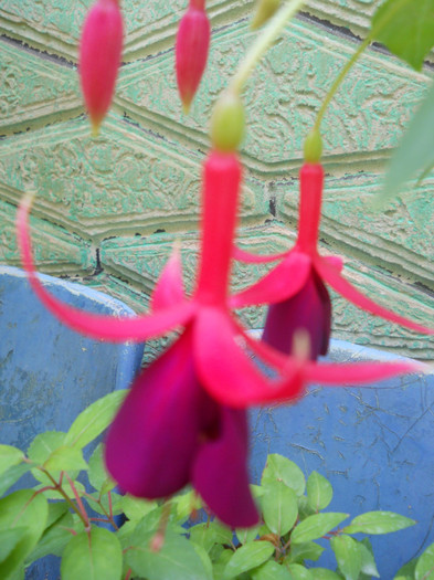 fucsia - A12vara2011