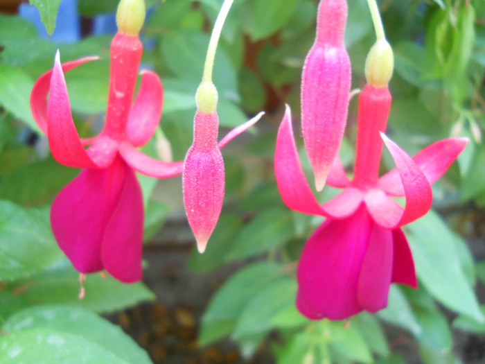 fucsia - A12vara2011
