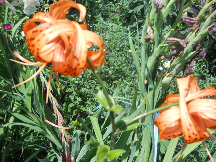 lilium tigrinum - A12vara2011