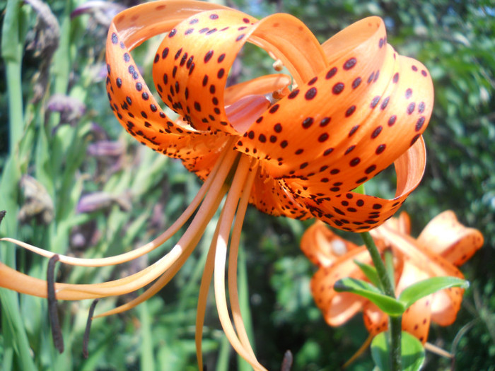 lilium tigrinum - A12vara2011