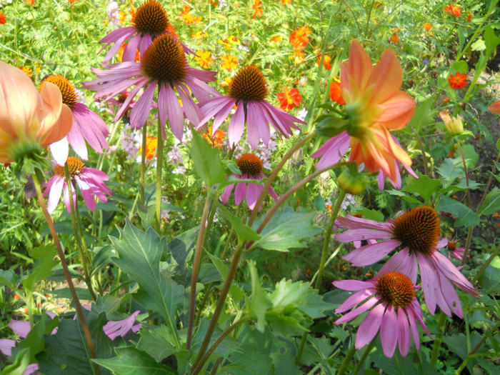 echinacea - A12vara2011