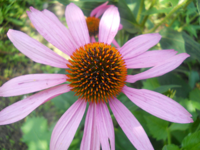 echinacea