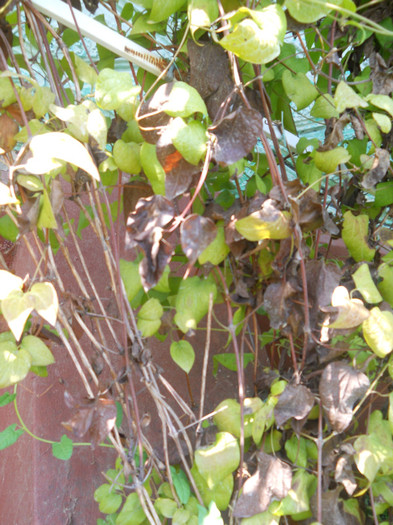 clematite bolnave - A12vara2011