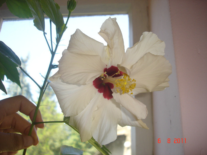 Classic White cu floare simpla