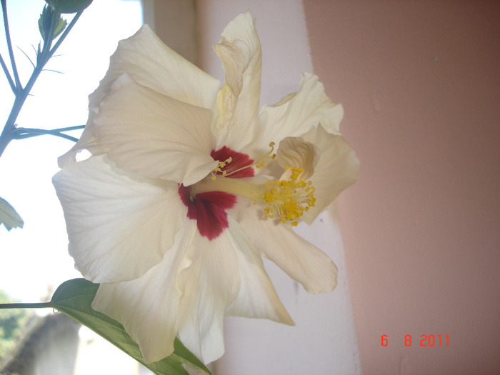 Classic White cu floare simpla