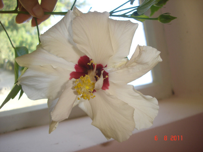 Classic White cu floare simpla