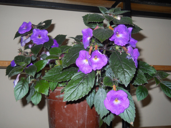 achimenes - A12vara2011