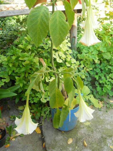brugmansia
