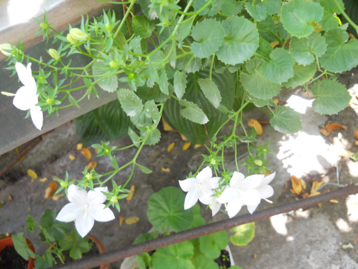 campanula - A12vara2011