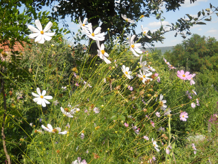cosmos - A12vara2011