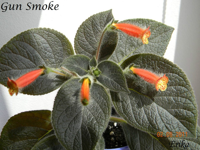 Gun Smoke 02-08-2011