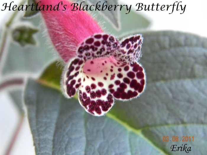 Heartland_s Blackberry Butterfly 03-08-2011 - 0 - KOHLERII INFLORITE 2010-2011