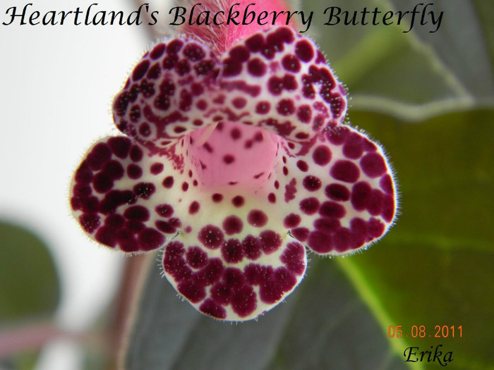 Heartland_s Blackberry Butterfly 05-08-2011 - 0 - KOHLERII INFLORITE 2010-2011
