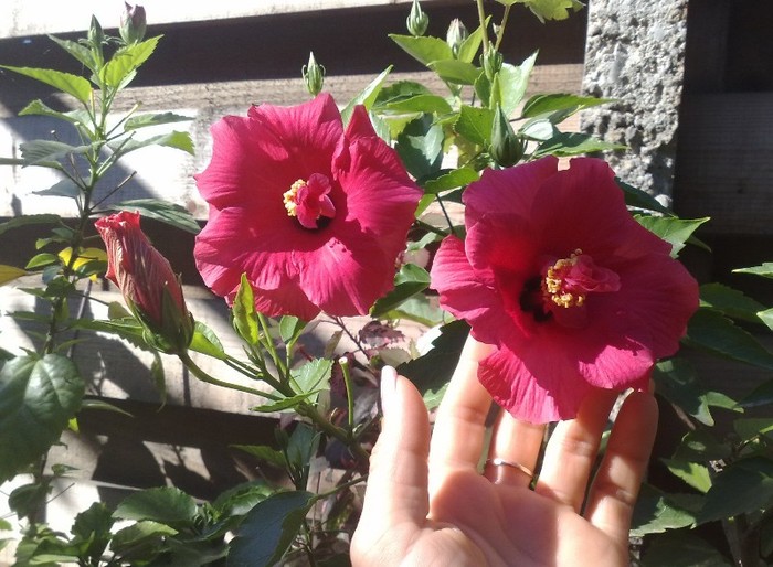 rosario rosa