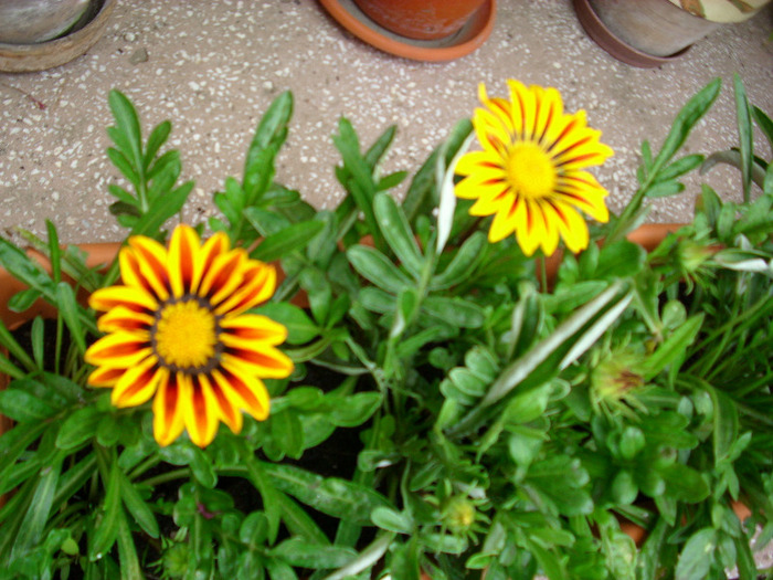 IMG_3528 - Gazania