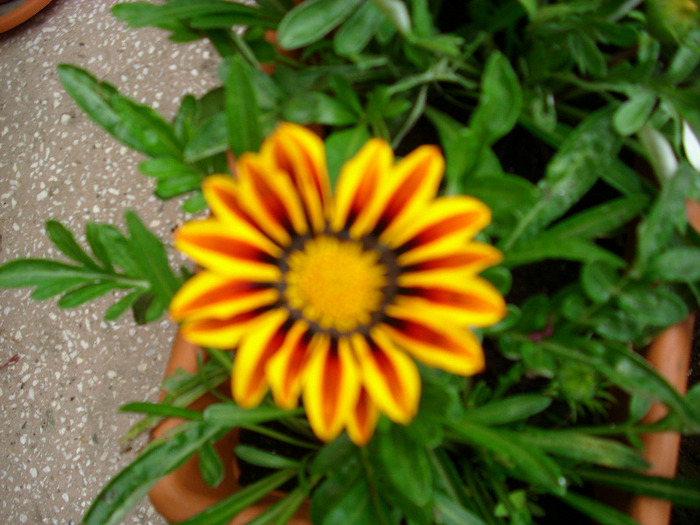 IMG_3530 - Gazania