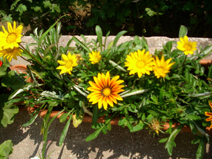 IMG_3547 - Gazania