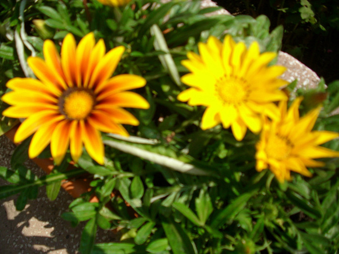 IMG_3553 - Gazania