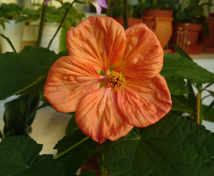 Abutilon x hybridum Bella(Salmon Shades)