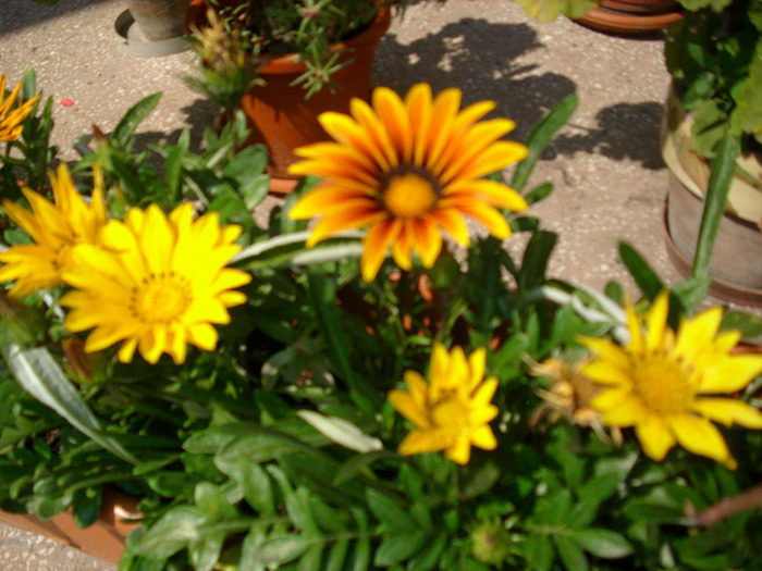 IMG_3565 - Gazania