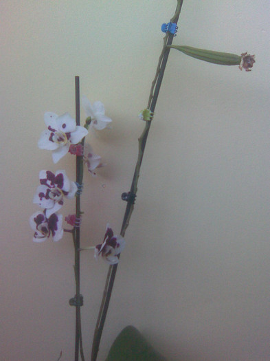 phalaenopsis - Orhidee phalaenopsis