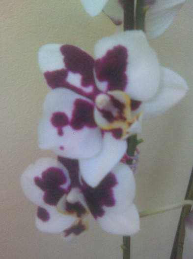 phalaenopsis - Orhidee phalaenopsis