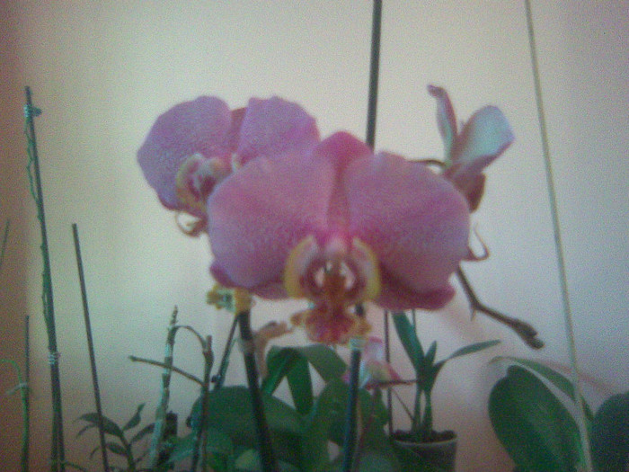phalaenopsis - Orhidee phalaenopsis