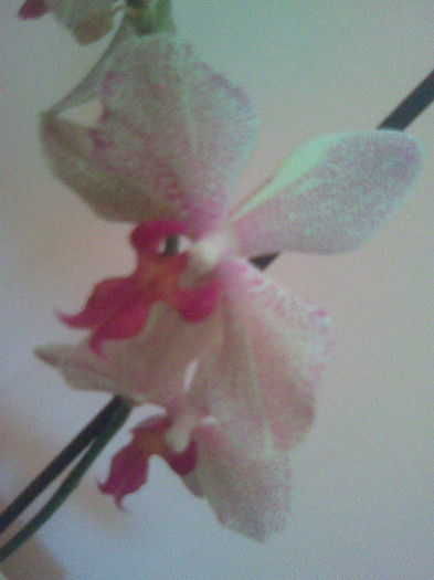 phalaenopsis - Orhidee phalaenopsis