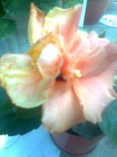 multumesc mairy - hibiscusi 2011