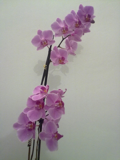phalaenopsis
