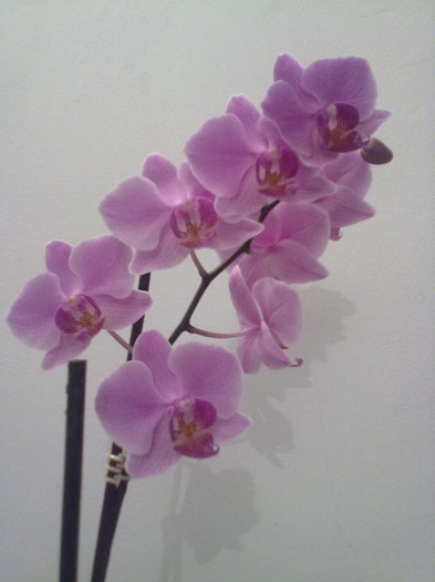 phalaenopsis