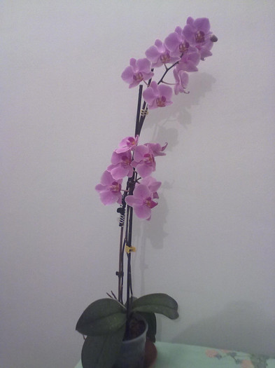 phalaenopsis