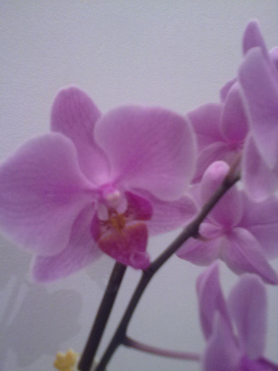 phalaenopsis