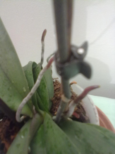 radacini aeriene phalaenopsis - Orhidee phalaenopsis