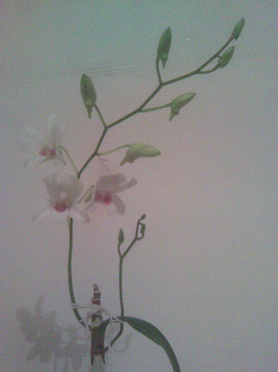 dendrobium alb - Orhidee dendrobium