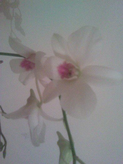 dendrobium