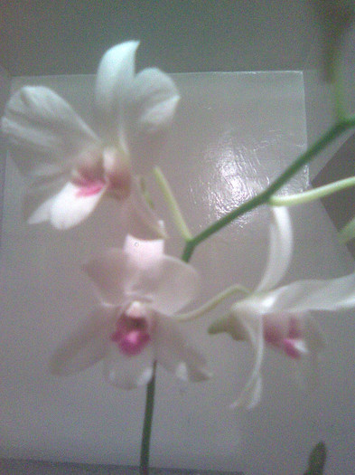 Imagine107 - Orhidee dendrobium