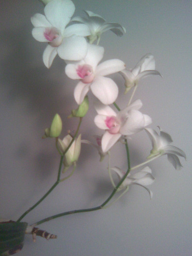 dendrobium alb