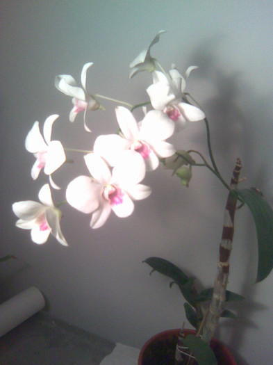 dendrobium alb - Orhidee dendrobium
