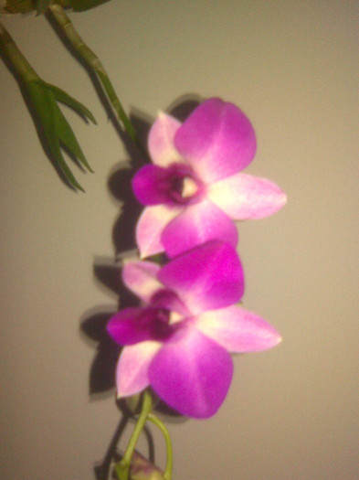 dendrobium