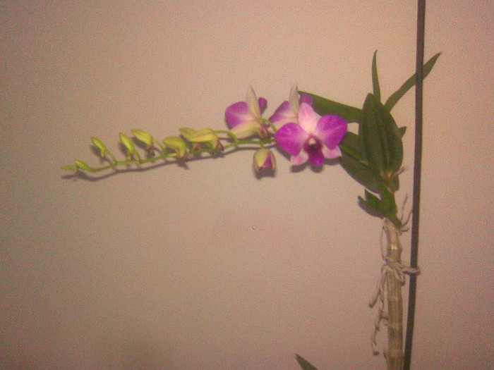 dendrobium