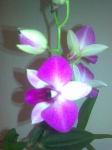 dendrobium
